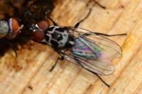 Anthomyia procellaris