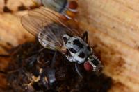 Anthomyia pluvialis