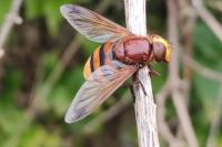 Volucella zonaria
