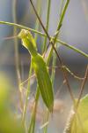 Mantis religiosa
