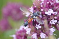 Cylindromyia