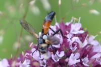 Cylindromyia