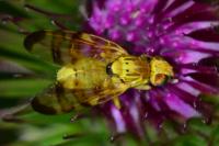 Terellia tussilaginis