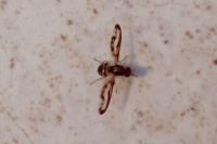 Toxoneura muliebris