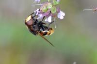 Volucella zonaria