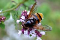 Volucella zonaria