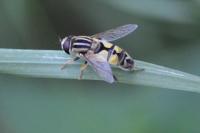 Helophilus trivittatus