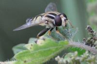 Helophilus trivittatus