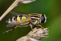 Helophilus trivittatus