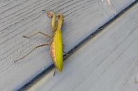 Mantis religiosa