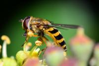 Syrphus ribesii