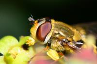 Syrphus ribesii