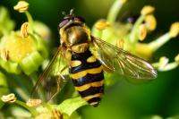 Syrphus ribesii