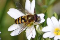 Eupeodes corollae