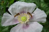 Episyrphus balteatus