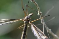 Tipula oleracea