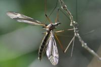 Tipula oleracea
