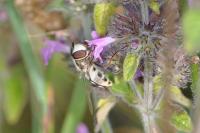 Scaeva pyrastri
