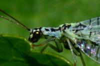 Chrysopa perla