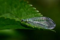Chrysopa perla