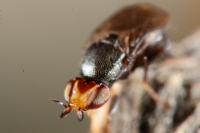 Camarota curvipennis