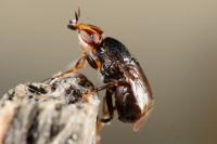 Camarota curvipennis