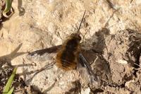 Bombylius major