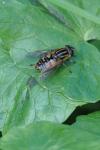 Helophilus pendulus