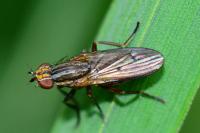 Pherbellia cinerella