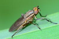 Pherbellia cinerella