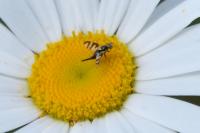Urophora quadrifasciata
