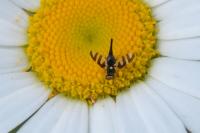 Urophora quadrifasciata