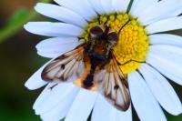 Ectophasia crassipennis