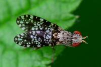 Trypetoptera punctulata