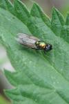 Chloromyia formosa