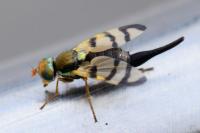 Urophora jaceana