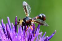 Physocephala vittata