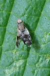 Tephritis formosa