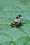 Tephritis formosa