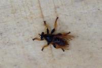 Pogonosoma maroccanum