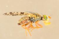 Campiglossa bidentis