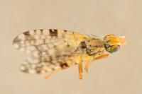 Campiglossa bidentis