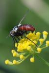 Cylindromyia bicolor