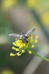 Cylindromyia bicolor