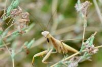 Mantis religiosa