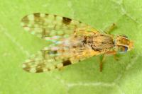 Campiglossa bidentis