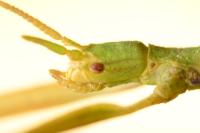 Clonopsis gallica