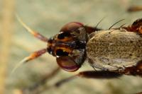 Coremacera marginata