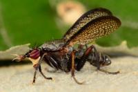 Coremacera marginata