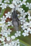 Stomorhina lunata